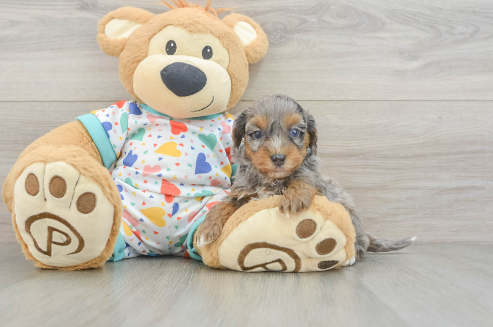 6 week old Havapoo Puppy For Sale - Pilesgrove Pups