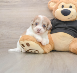 8 week old Havapoo Puppy For Sale - Pilesgrove Pups
