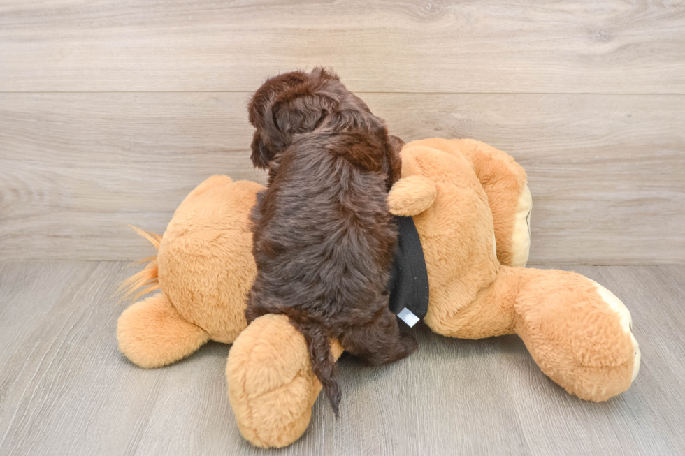 Havapoo Puppy for Adoption