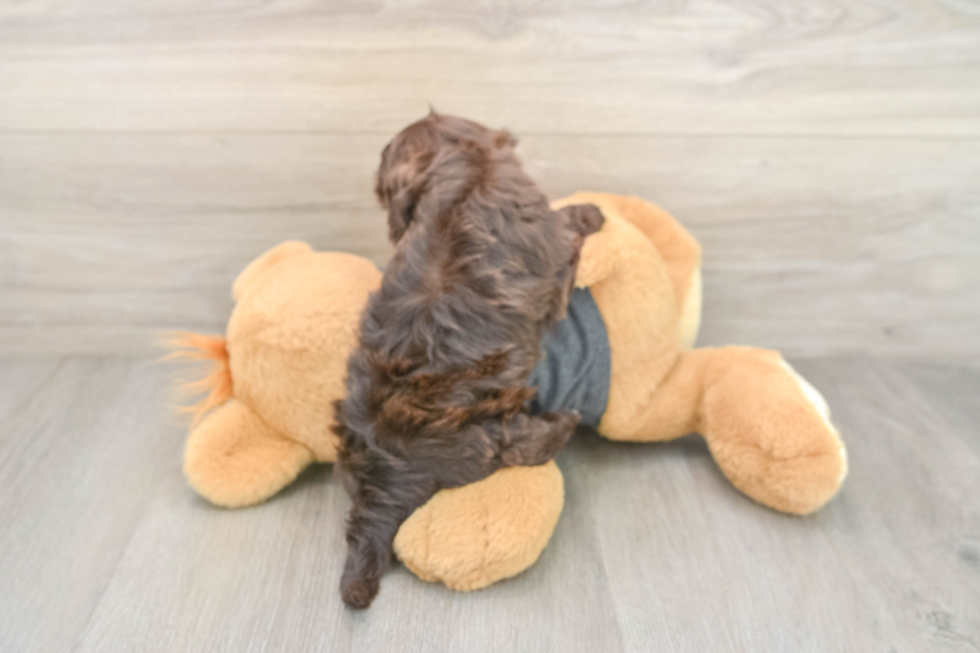 Energetic Havadoodle Poodle Mix Puppy