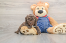 Playful Havadoodle Poodle Mix Puppy