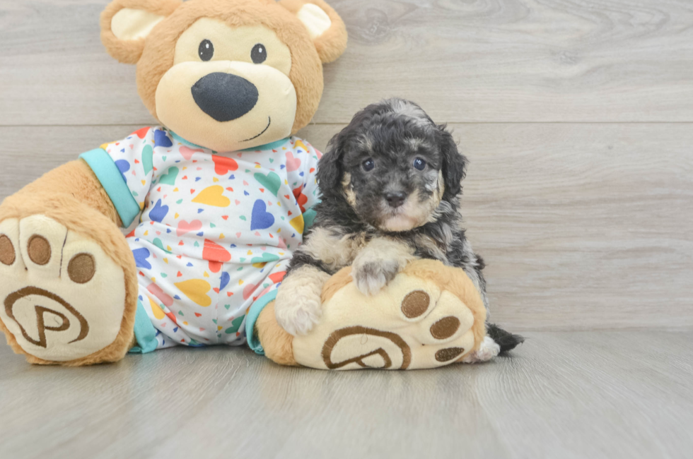 6 week old Havapoo Puppy For Sale - Pilesgrove Pups