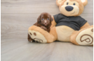 Havapoo Puppy for Adoption