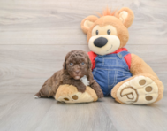 8 week old Havapoo Puppy For Sale - Pilesgrove Pups