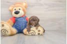 Hypoallergenic Havadoodle Poodle Mix Puppy