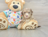 9 week old Havapoo Puppy For Sale - Pilesgrove Pups