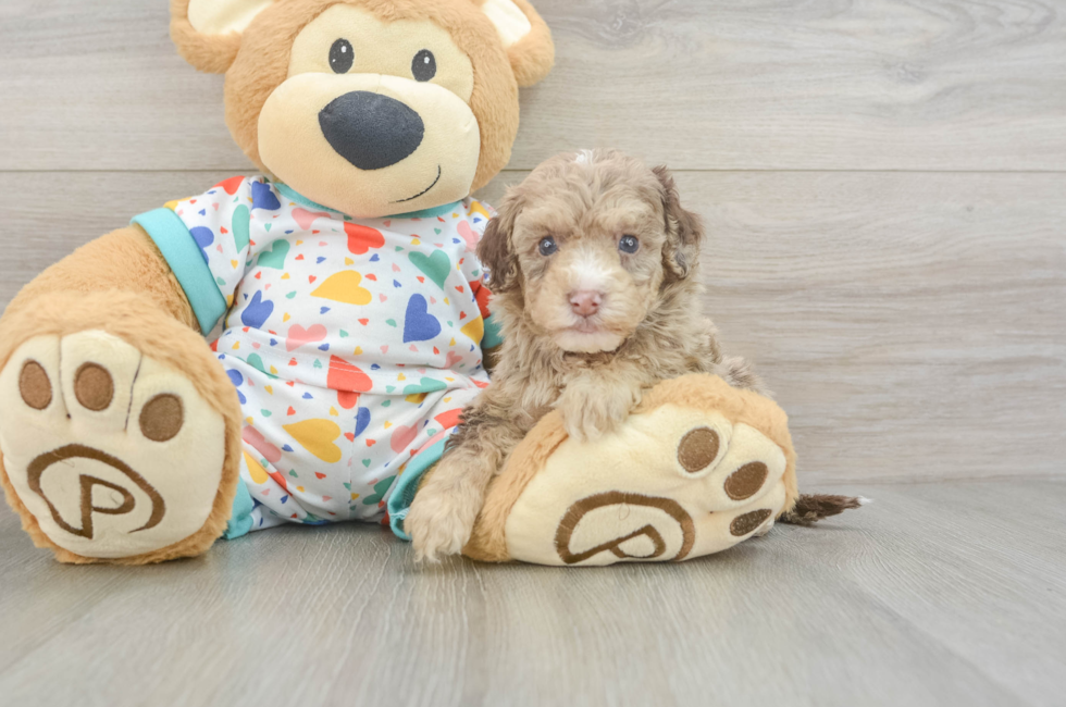 6 week old Havapoo Puppy For Sale - Pilesgrove Pups