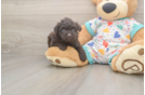 Fluffy Havapoo Poodle Mix Pup