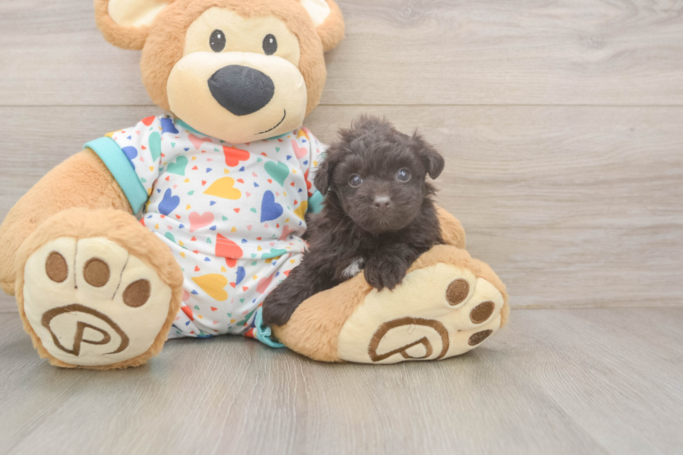 Popular Havapoo Poodle Mix Pup