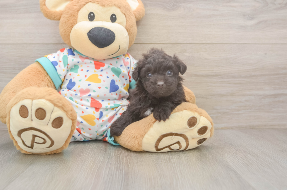 5 week old Havapoo Puppy For Sale - Pilesgrove Pups
