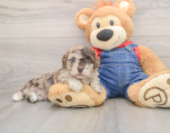 9 week old Havapoo Puppy For Sale - Pilesgrove Pups