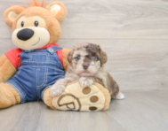 8 week old Havapoo Puppy For Sale - Pilesgrove Pups