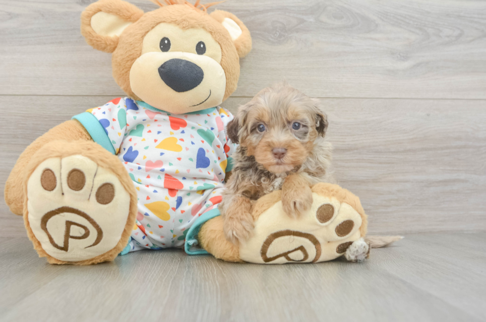 6 week old Havapoo Puppy For Sale - Pilesgrove Pups