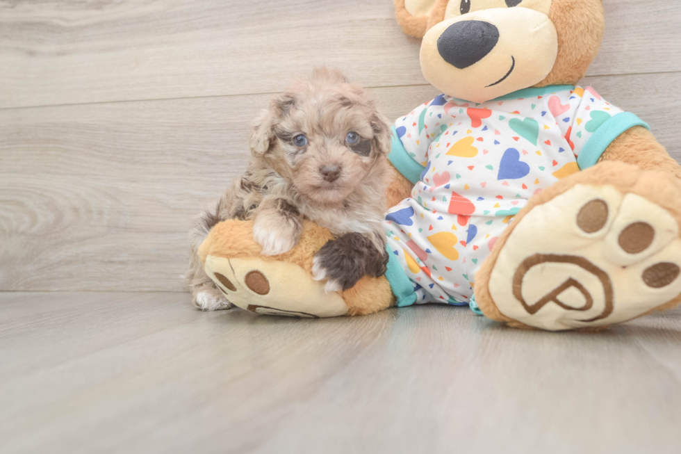 Small Havapoo Baby