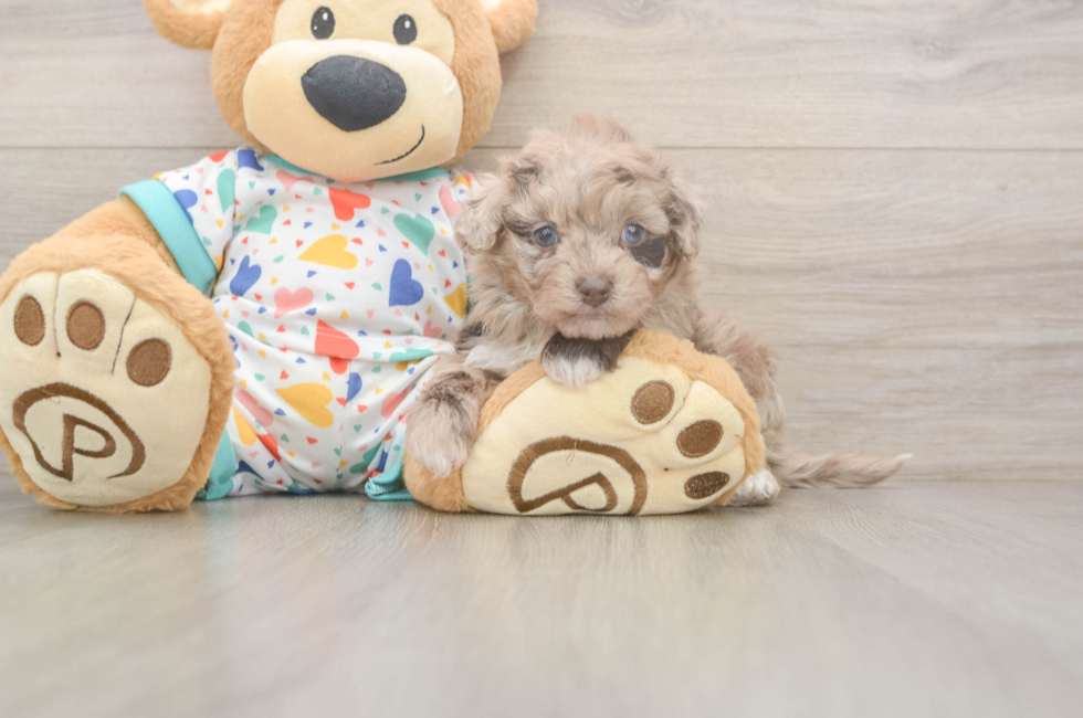 5 week old Havapoo Puppy For Sale - Pilesgrove Pups