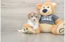 Adorable Havadoodle Poodle Mix Puppy