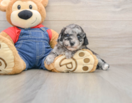 8 week old Havapoo Puppy For Sale - Pilesgrove Pups
