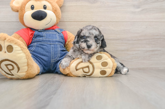 Havapoo Puppy for Adoption