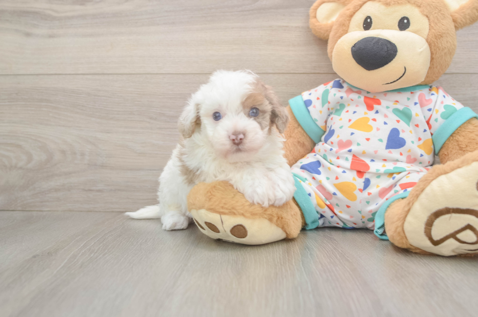 5 week old Havapoo Puppy For Sale - Pilesgrove Pups