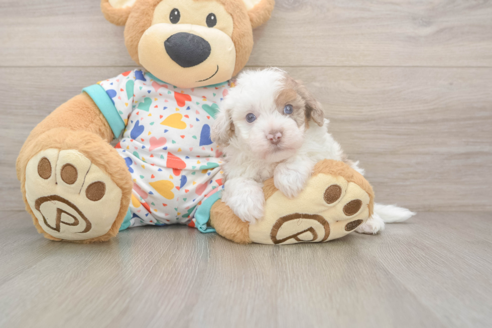 Smart Havapoo Poodle Mix Pup