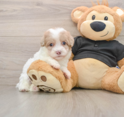 8 week old Havapoo Puppy For Sale - Pilesgrove Pups