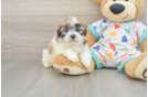 Best Havapoo Baby