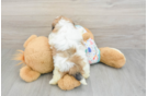 Popular Havapoo Poodle Mix Pup
