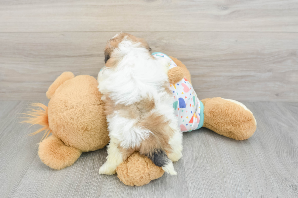 Popular Havapoo Poodle Mix Pup