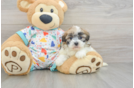 Funny Havapoo Poodle Mix Pup