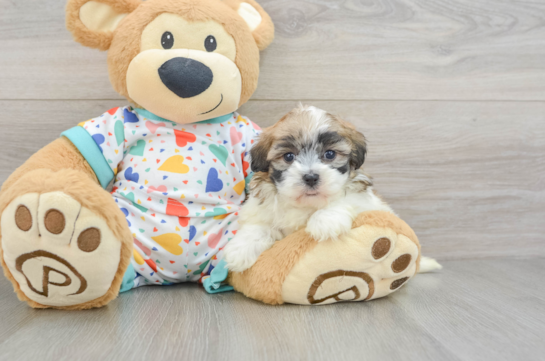 Funny Havapoo Poodle Mix Pup