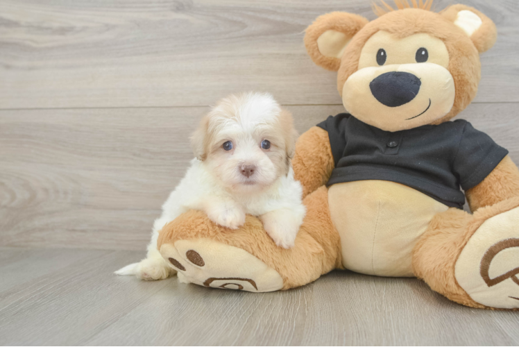 Petite Havapoo Poodle Mix Pup