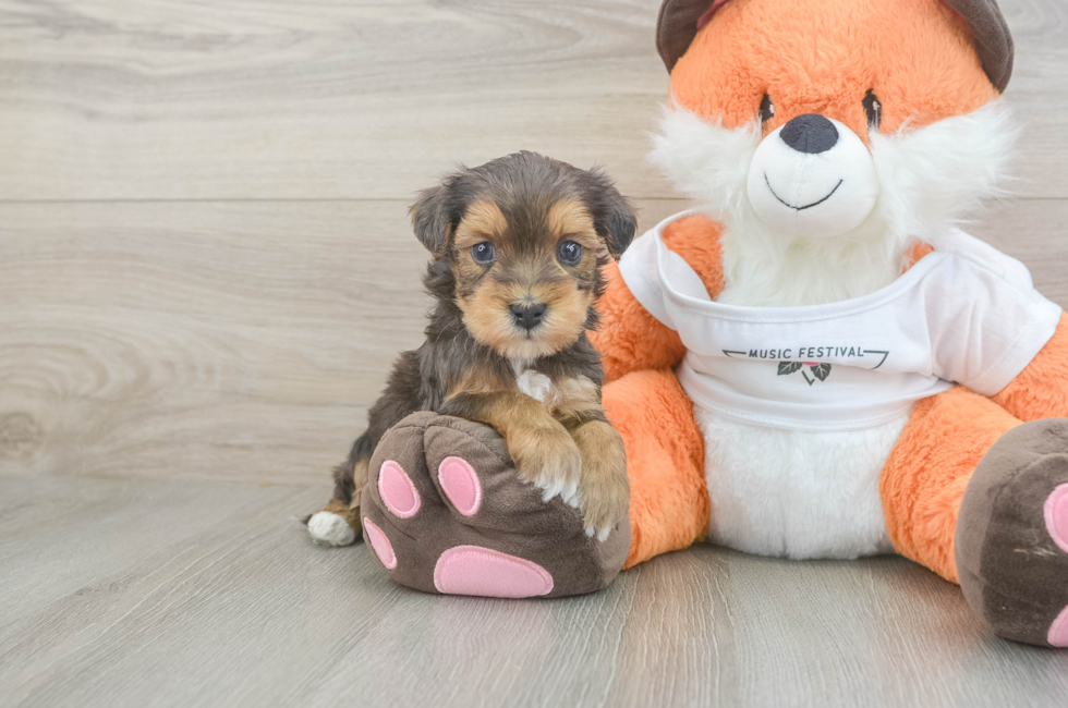 5 week old Havapoo Puppy For Sale - Pilesgrove Pups