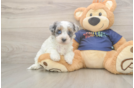 Havapoo Puppy for Adoption