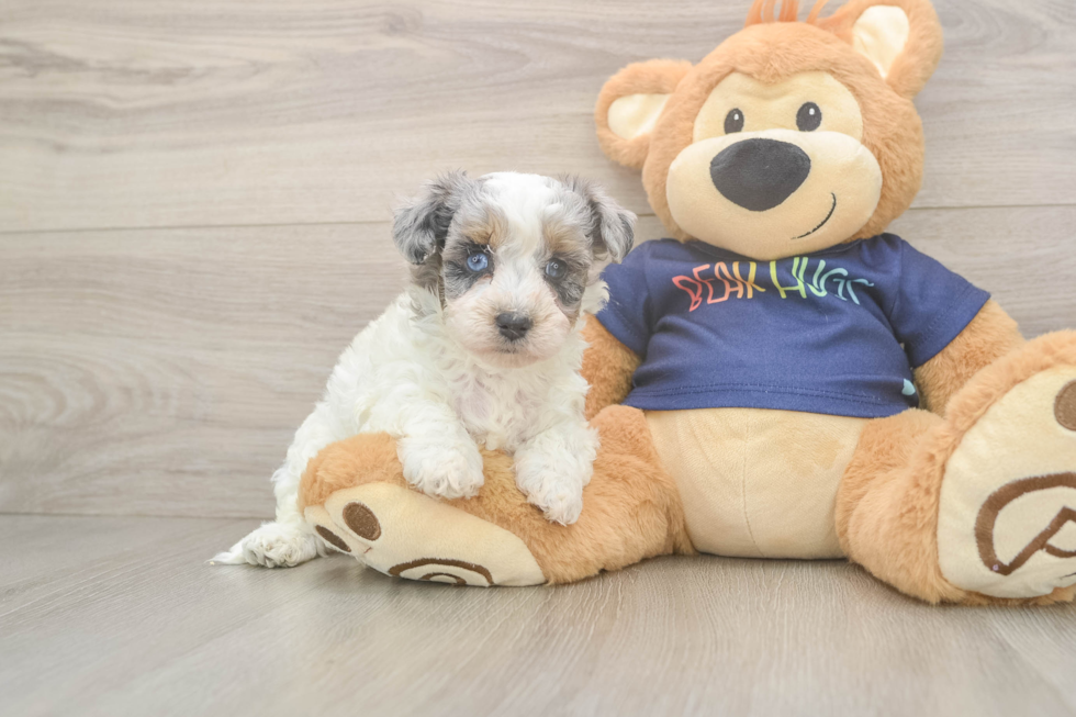 Havapoo Puppy for Adoption