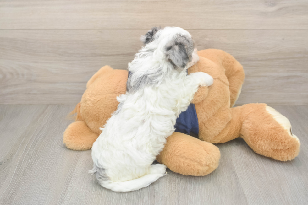 Havapoo Pup Being Cute
