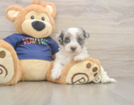 7 week old Havapoo Puppy For Sale - Pilesgrove Pups
