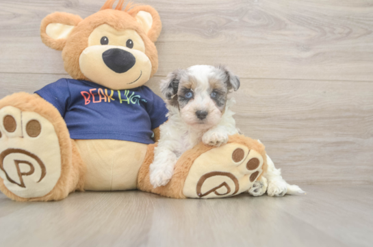 Little Havadoodle Poodle Mix Puppy