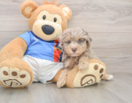 7 week old Havapoo Puppy For Sale - Pilesgrove Pups