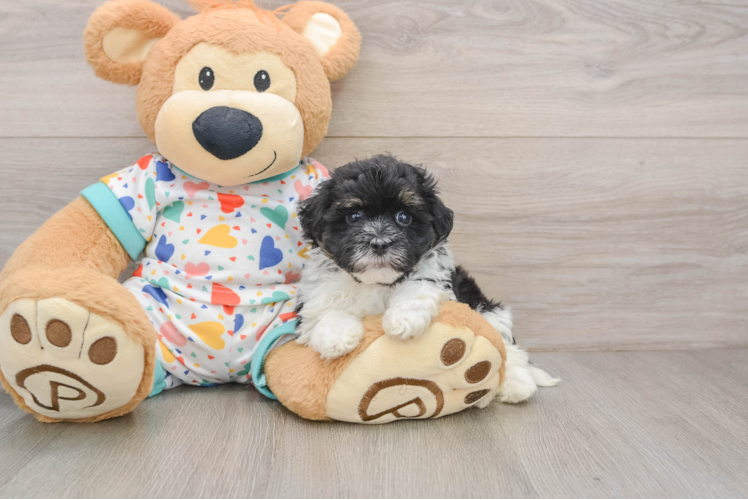 Playful Havadoodle Poodle Mix Puppy