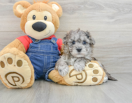 7 week old Havapoo Puppy For Sale - Pilesgrove Pups