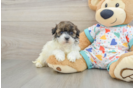 Havapoo Puppy for Adoption