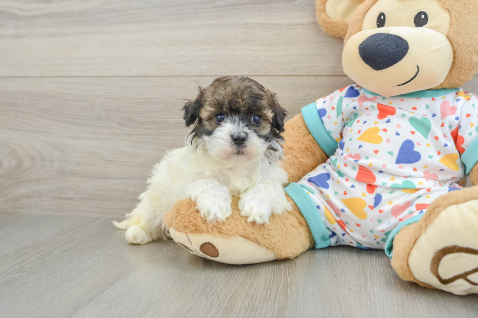 Havapoo Puppy for Adoption