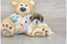 Little Havadoodle Poodle Mix Puppy