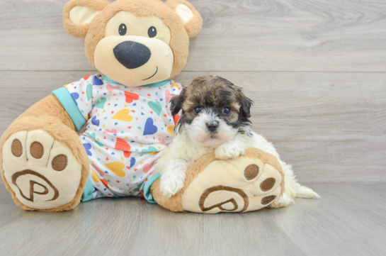 Little Havadoodle Poodle Mix Puppy