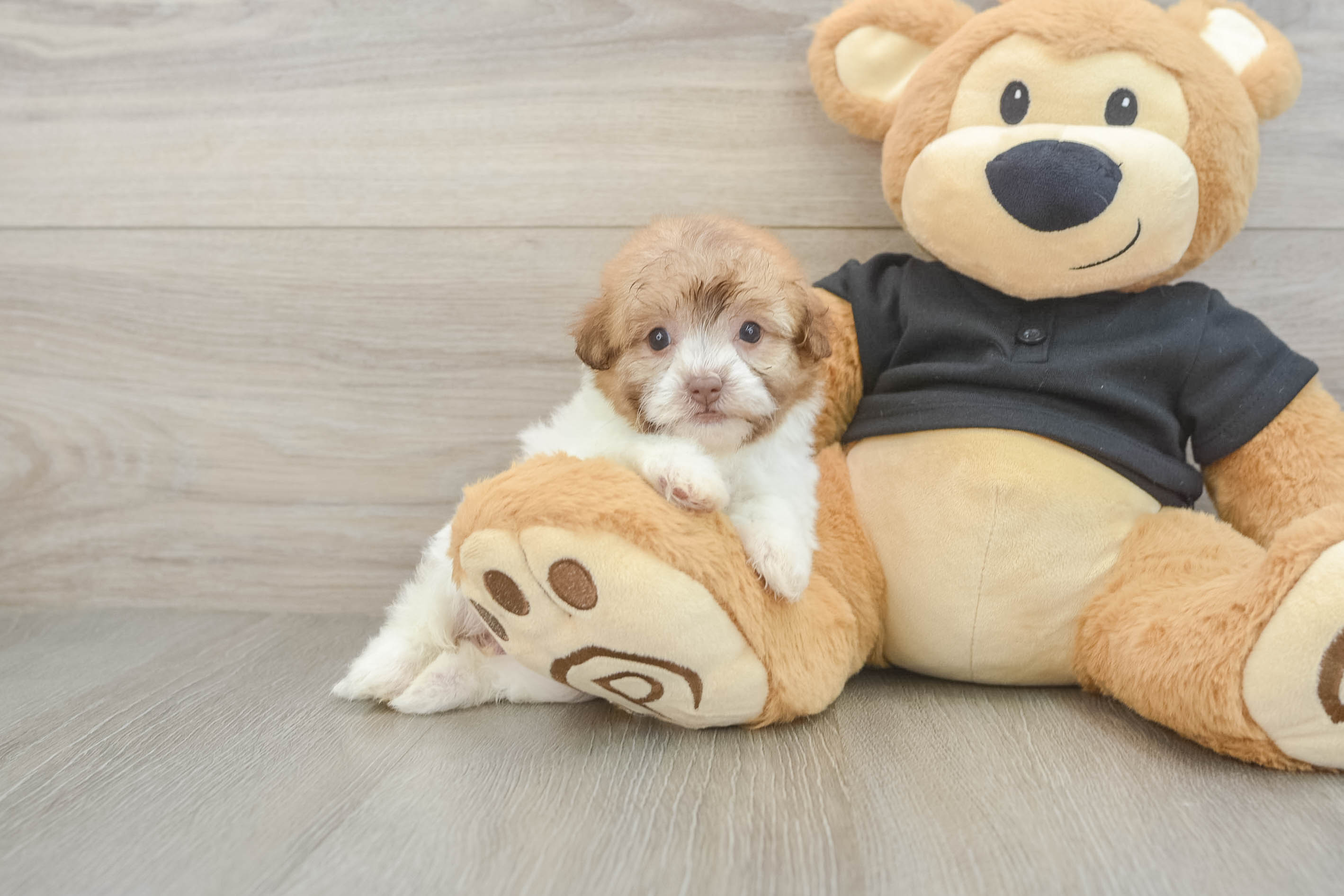 Funny Havapoo Poodle Mix Pup