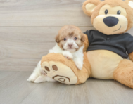 8 week old Havapoo Puppy For Sale - Pilesgrove Pups