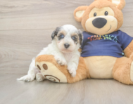 7 week old Havapoo Puppy For Sale - Pilesgrove Pups