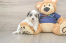 Havapoo Puppy for Adoption