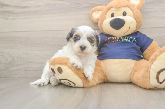 Havapoo Puppy for Adoption