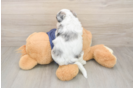 Petite Havapoo Poodle Mix Pup